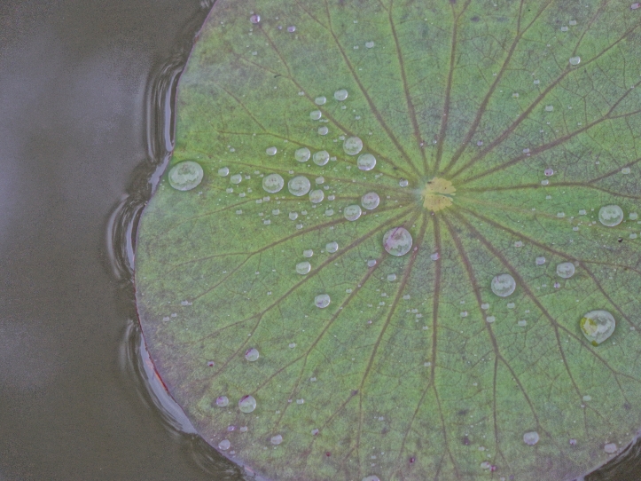 Lily pad floating in the holy water of the Pura Desa Ubud Temple, Ubud, Bali